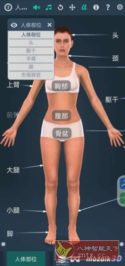 Human body（female）人体解剖系统女性3D V1.0-中创项目网
