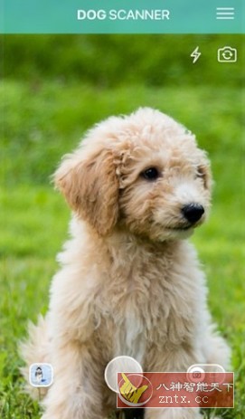 Dog Scanner 狗狗鉴定器 v22.1.6-G高级版-中创项目网